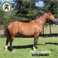 Flor canela 175112